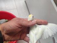 Renk renk üst kalitede forpus bebekler