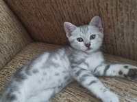 Anne scottish baba amerikan shorthair