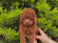 Kore kan bebek yüzlü poodle cinsi yavrularım