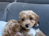 3 aylık maltipoo oğlum