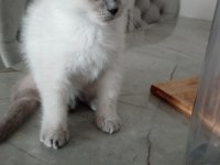 Scottish fold yavrularımıza yuva arıyoruz