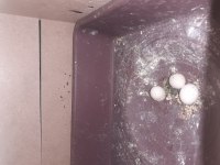 Yumurtalı hazır muhabbet kuşu çift açıklamayı oku