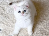 Safkan British Shorthair Golden Point Erkek Yavru