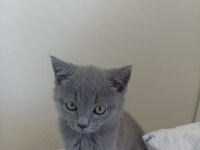 British shorthair safkan kedimiz