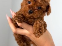 Üst Kalite Toy Poodle Yavrularımız