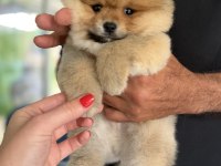 PORTAKAL GİBİ POMERANİAN BOO AYICIK