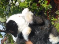 Sevimli teddy widder Tavşan yavruları