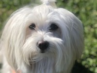 Maltese terrier kızımıza eş arıyoruz