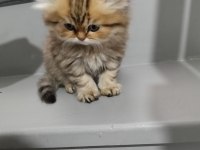 Golden Black British Longhair