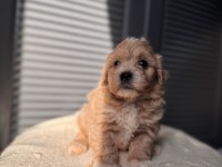 Minik Maltipoo