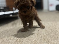 Tea Cup Poodle Yavrular