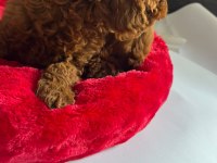 EVİMİZDEN TOY POODLE BEBEKLERİMİZ