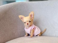 MİNİ BOY OYUNCAK GİBİ CHİHUAHUA