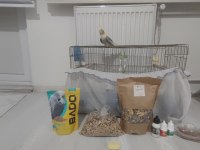 Full + Full Evcil Sultan Papağanı