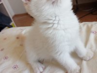 British Shorthair Safkan Dişi Yavru
