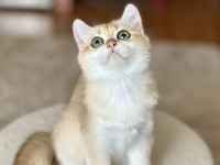 Safkan British Shorthair Golden Erkek Yavru