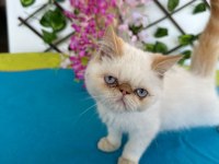 Exotic shorthair 2,5 aylık kedimiz