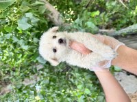 Terrier Yavrularımız Bursa Türkiye Tüm İller