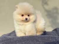Pomeranian Boo Köpeğimiz
