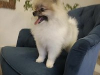 Pomeranian Boo Disi Tea Cup