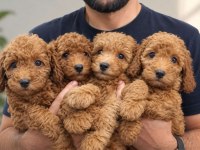 Koyu Ve Kıvır Kıvır Toy Poodle Yavrular