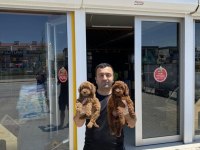 yılın en kaliteli toy poodle yavruları dişi erkek ank