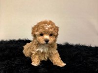MALTİPOO BEBEKLER