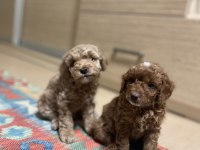 Orijinal Toy poodle sağlık garantili ev doğumlu