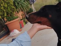 2 Yaşında SECERELİ Dişi DOBERMANN
