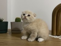 Ayı Surat Scottish Fold Red Yavrumuz