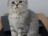2 Aylık Yavru British Shorthair Silver Tabby