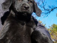 Golden Retriever - Labrador Retriever Mix Bebekler