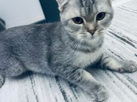 5 Aylık erken sahiplendirmek istiyoruz