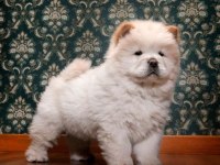 Irk Ve Sağlık Garantili Chow Chow