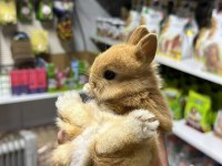 Netherland Dwarf Cüce Tavşan Çiftliği