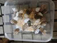 Çok Tatlı Minnoş Hamster Yavrucuklar