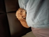 Maltipoo 2 aylık bir bebek