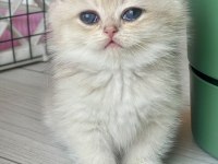 Ev ortamında büyüyen safkan british shorthair yavrular