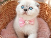 Mavi gözlü blue point scottish fold yavrular