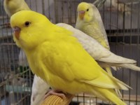 Bebek muhabbet kuşlar erkek ve dişi rengârenk