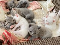 WC eğitimli son gri ve beyaz british shorthair yavrularımız