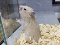 YOU ASK FOR A HAMSTER WELL BRİNG İT TO ANTALYA