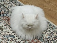 British Longhair 1 Yaşında