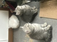 2 erkek 1 dişi 65 günlük british shorthair yavruları
