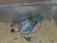 Orman bakanlığı belgeli yavru evcil harlequin macaw
