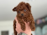 Petmode köpek çiftliğinden tea cup poodle yavrular