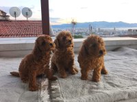 Toy poodle yavrular