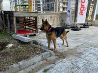11 aylık dişi alman çoban köpeği