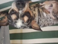 3 yaşında enerjik şivava chihuahua