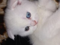 Pamuk scottish fold oğlum